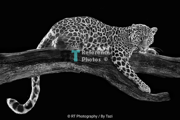 Leopard (Only available in B&W)
