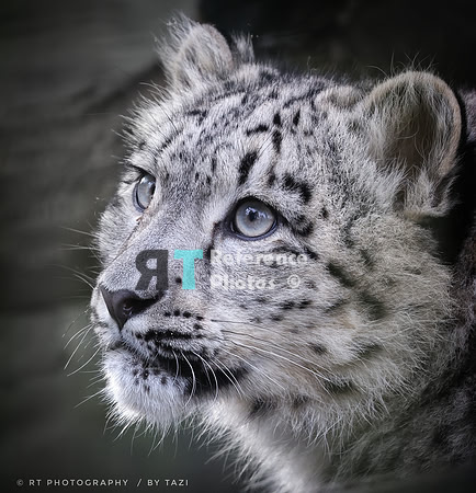 Snow leopard cub