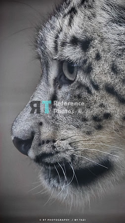 Snow leopard cub profile