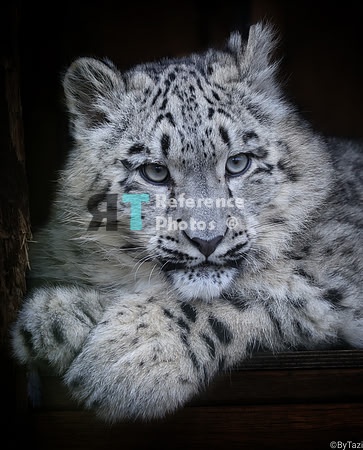 Snow leopard cub