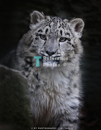 Snow leopard cub