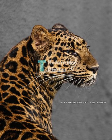 Leopard (cropped)