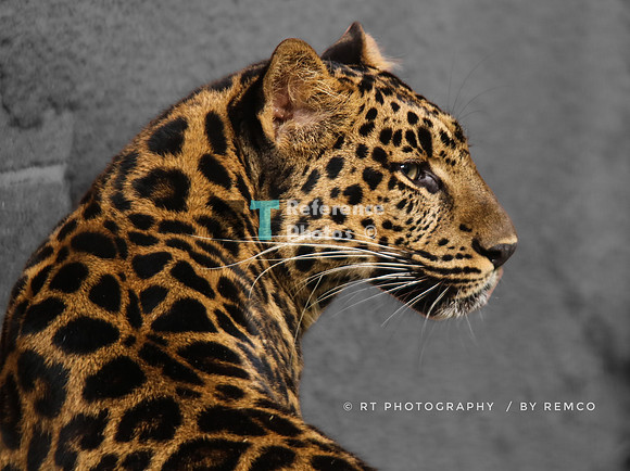Leopard profile