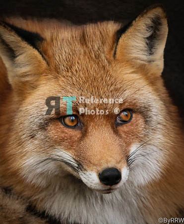 Red fox