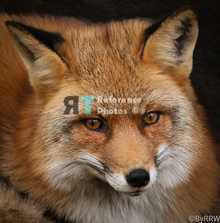 Red fox