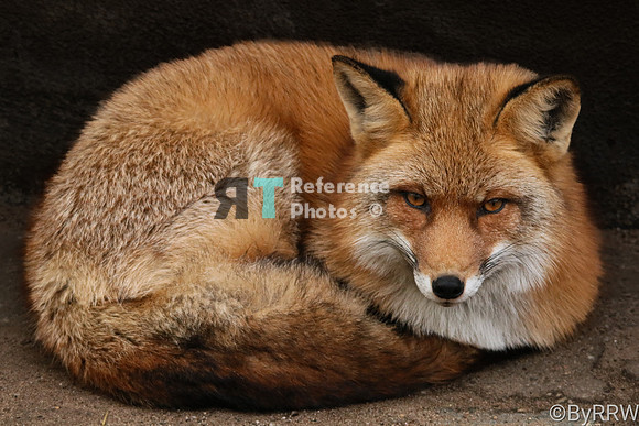 Red fox