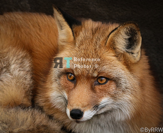 Red fox