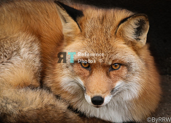 Red fox