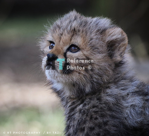 Cheetah cub looking up