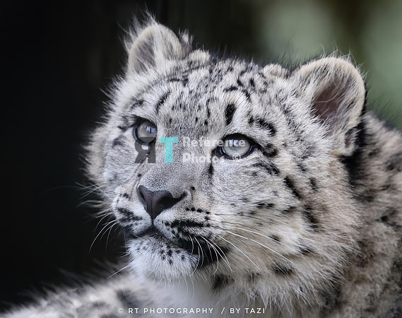Snow leopard cub