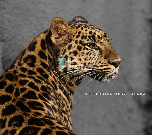 Leopard (a little less cropped)