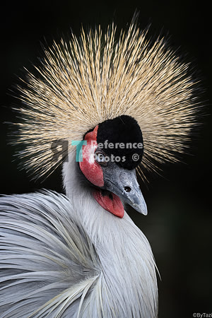 Grey Crowned-crane
