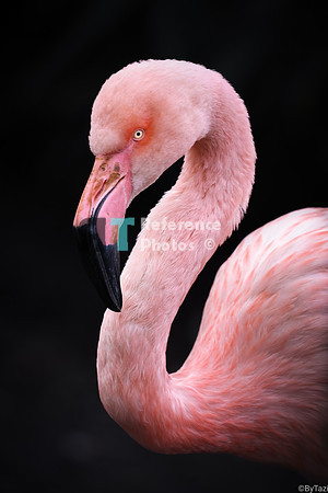 Flamingo (Note: slightly grainy)