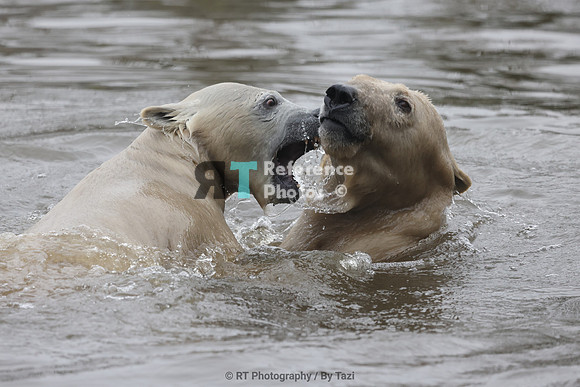 Playing polar bears