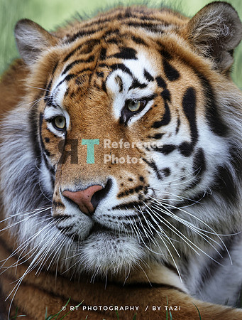 Bengal tiger