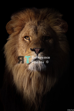Lion portrait morning sun