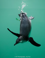 Penguins