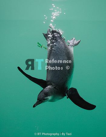 Penguin diving under water