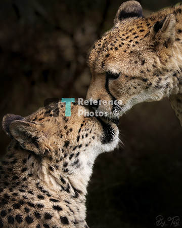 Cheetah kiss