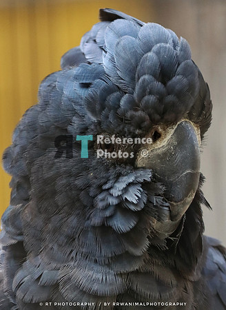 Red-tailed black cockatoo