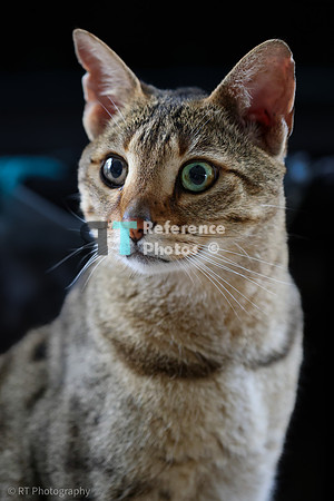 Savannah Cat 'Noa' of Cattey Savval