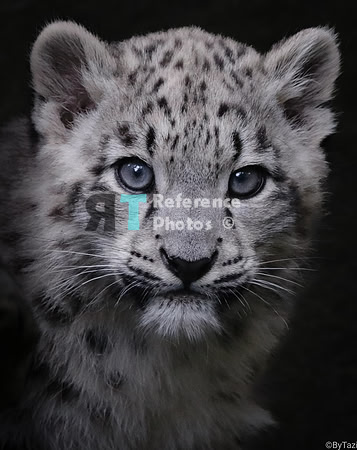 Snow leopard cub (Note: slightly grainy, but detailed)