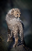 Fluffy cheetah cub