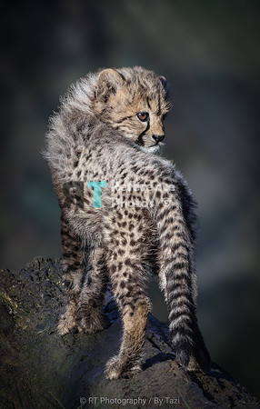 Fluffy cheetah cub