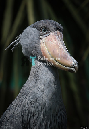 Shoebill stork