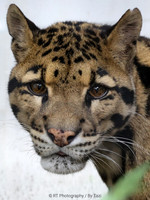 Clouded leopards