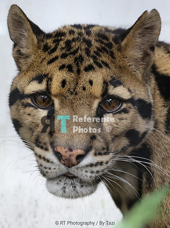 Clouded leopard