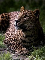 Sri Lankan leopard