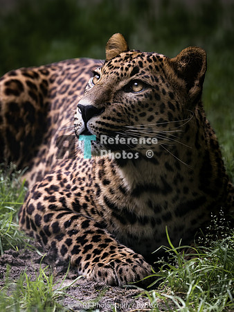 Sri Lankan leopard
