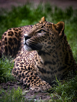 Sri Lankan leopard