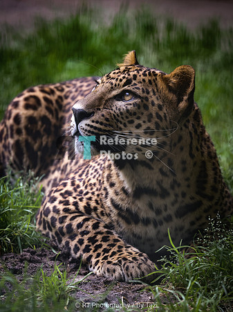 Sri Lankan leopard