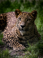 Sri Lankan leopard