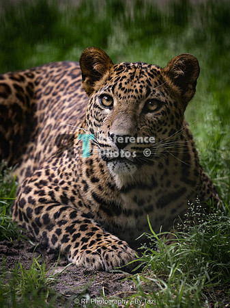 Sri Lankan leopard