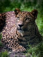 Sri Lankan leopard