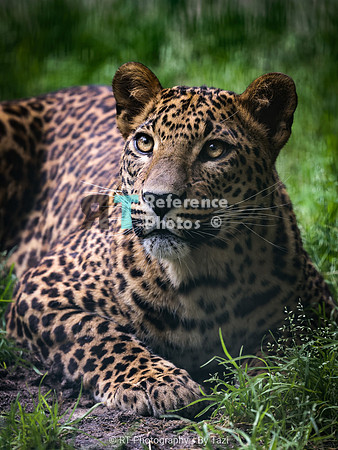 Sri Lankan leopard