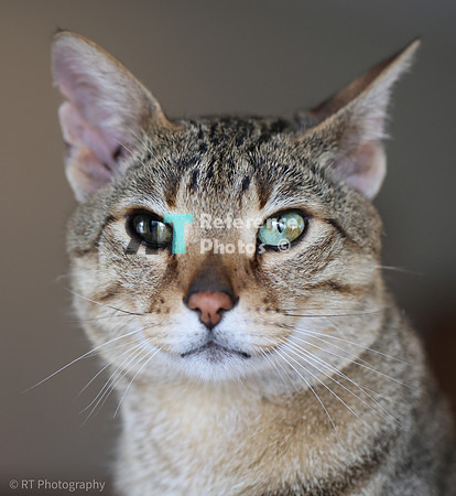 Savannah Cat 'Noa' of Cattey Savval