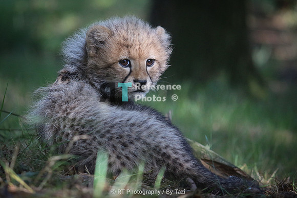 Cheetah cub