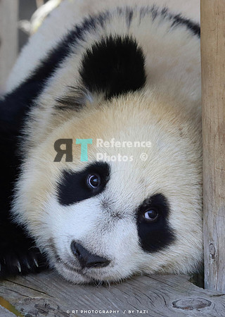 Baby panda (colou,,,,,,