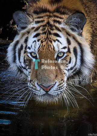 Amur Tiger portrait