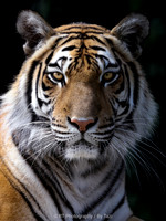 Bengal tiger portraitt