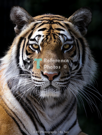 Bengal tiger portraitt