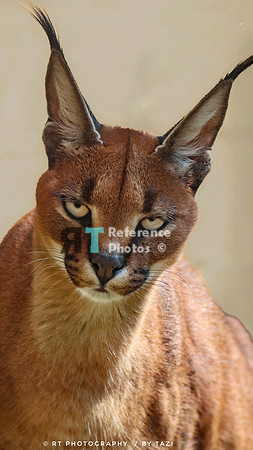Caracal (Slightly grainy, but still detailed)