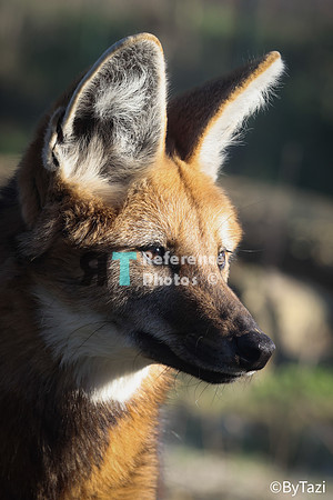 Maned wolf