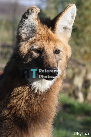 Maned wolf