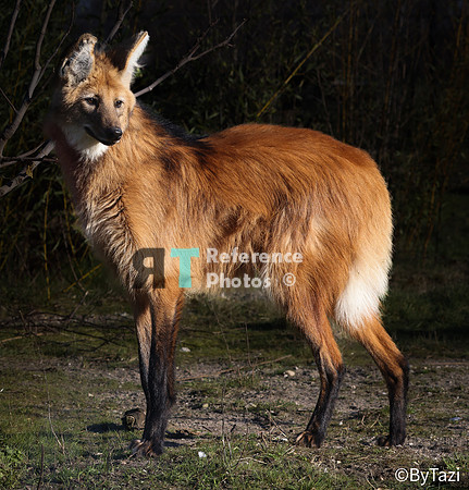 Maned wolf