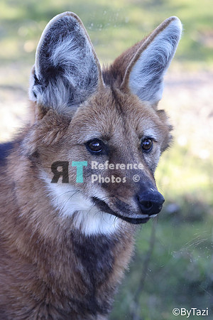 Maned wolf